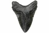 Fossil Megalodon Tooth - South Carolina #310055-1